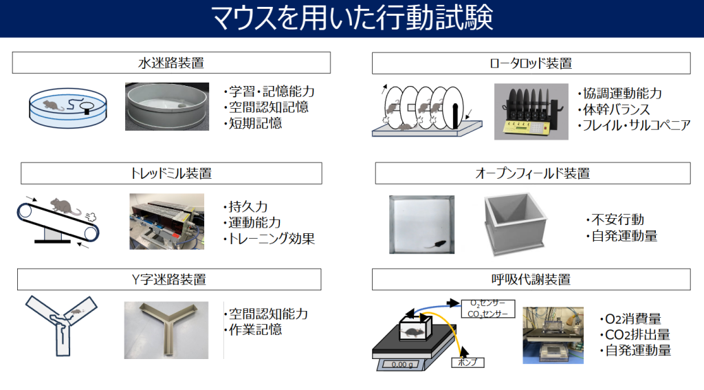 マウスを用いた行動試験